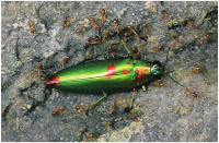 Examples of structural colouring Examples of structural colouring