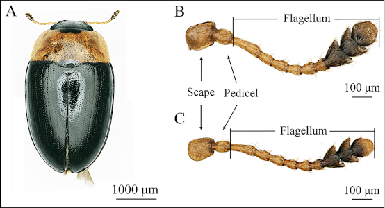 The composition of the antennae of the beetle The composition of the antennae of the beetle