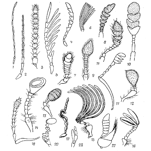 Different variants of Coleoptera antennae Different variants of Coleoptera antennae