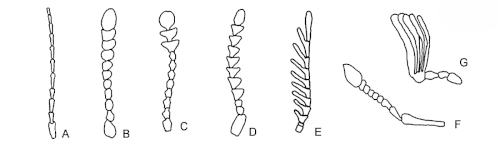 The basic types of antennae in the order Coleoptera The basic types of antennae in the order Coleoptera
