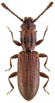 Silvanus bidentatus