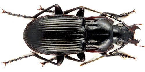 Abax (Abax) parallelepipedus parallelepipedus (Piller & Mitterpacher, 1783) Abax (Abax) parallelepipedus parallelepipedus (Piller & Mitterpacher, 1783)