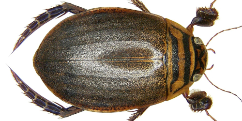 Acilius (Acilius) sulcatus (Linnaeus, 1758) Acilius (Acilius) sulcatus (Linnaeus, 1758)