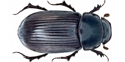 Acrossus rufipes (Linnaeus, 1758) Acrossus rufipes (Linnaeus, 1758)