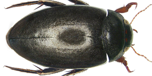 Agabus (Gaurodytes) bipustulatus (Linnaeus, 1767) Agabus (Gaurodytes) bipustulatus (Linnaeus, 1767)