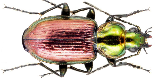 Agonum (Olisares) sexpunctatum (Linaeus, 1758) Agonum (Olisares) sexpunctatum (Linaeus, 1758)