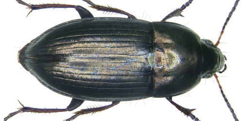 Amara (Amara) aenea (DeGeer, 1774) Amara (Amara) aenea (DeGeer, 1774)