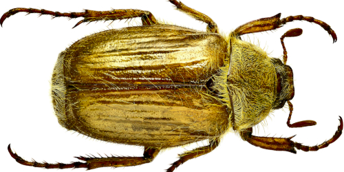 Amphimallon solstitiale solstitiale (Linnaeus, 1758) Amphimallon solstitiale solstitiale (Linnaeus, 1758)