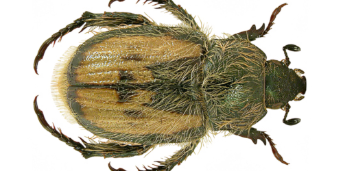 Anisoplia (Anisoplia) villosa (Goeze, 1777) Anisoplia (Anisoplia) villosa (Goeze, 1777)