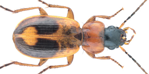 Badister (Badister) bullatus (Schrank, 1798)