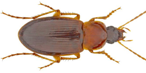 Calathus (Neocalathus) melanocephalus melanocephalus (Linaeus, 1758)