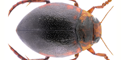 Hyphydrus ovatus Linnaeus, 1761