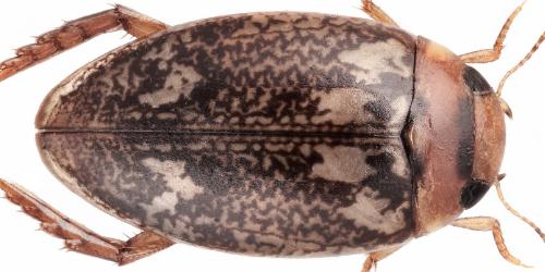 Laccophilus poecilus Klug, 1834