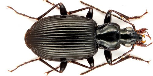 Limodromus assimilis (Paykull, 1790)