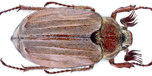 Melolontha hippocastani hippocastani (Fabricius, 1801)