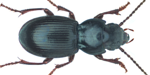 Abax (Molops) piceus piceus (Panzer, 1793) Abax (Molops) piceus piceus (Panzer, 1793)