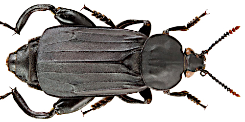 Necrodes littoralis (Linnaeus, 1758)