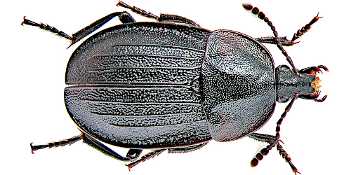 Phosphuga atrata atrata (Linnaeus, 1758)