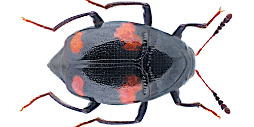 Scaphidium quadrimaculatum (Olivier, 1790) Scaphidium quadrimaculatum (Olivier, 1790)