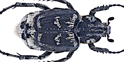 Valgus hemipterus hemipterus (Linnaeus, 1758)