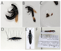 Preparace kopulačních orgánů Preparace kopulačních orgánů