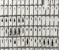 Ukázka preparátů s kopulačními orgány ve sbírkové krabici Ukázka preparátů s kopulačními orgány ve sbírkové krabici