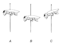 Preparace napíchnutím - pozice Preparace napíchnutím - pozice