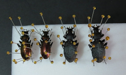 Ukázka preparace napíchnutím Ukázka preparace napíchnutím