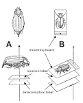 Schema of the placement of individual labels during preparation Schema of the placement of individual labels during preparation