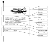 Ukázka umístění údajů na štítcích pod preparátem (lokalitní a determinační štítek) Ukázka umístění údajů na štítcích pod preparátem (lokalitní a determinační štítek)