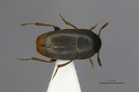 Result of preparation of a smaller specimen - detail Result of preparation of a smaller specimen - detail