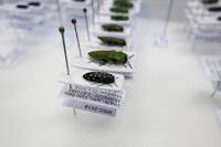 Result of preparation of smaller specimens Result of preparation of smaller specimens