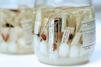 Example of preparation by storage in fixative fluid Example of preparation by storage in fixative fluid