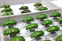 Result of preparation of larger specimens Result of preparation of larger specimens