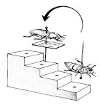 Ukázka použití výškáčku při preparaci většího exempláře Ukázka použití výškáčku při preparaci většího exempláře
