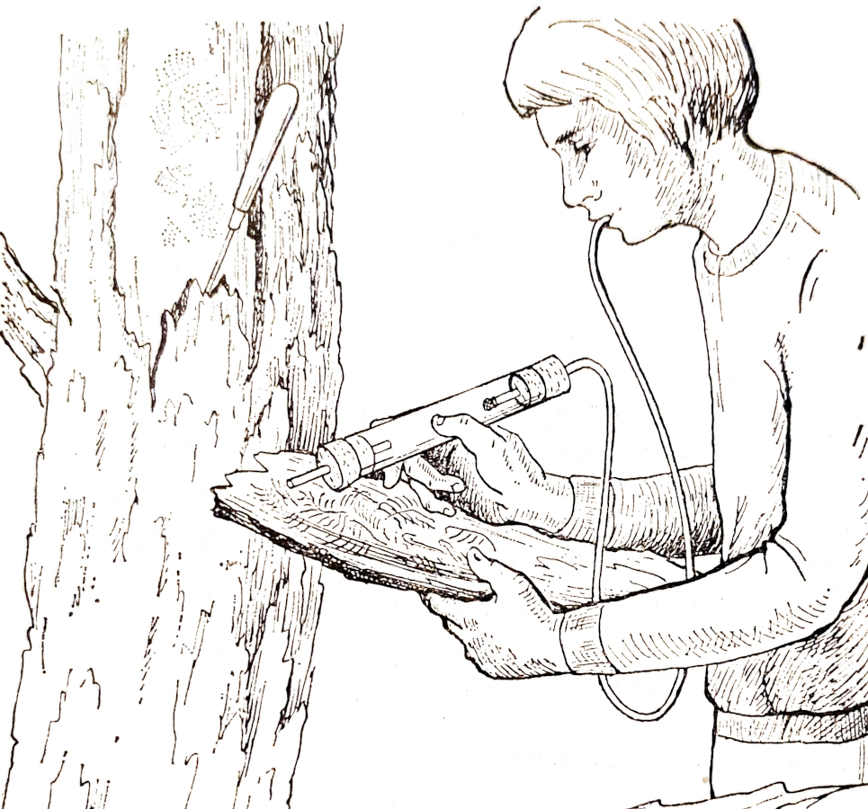 Example of using an exhaustor when hunting for bark beetles Example of using an exhaustor when hunting for bark beetles