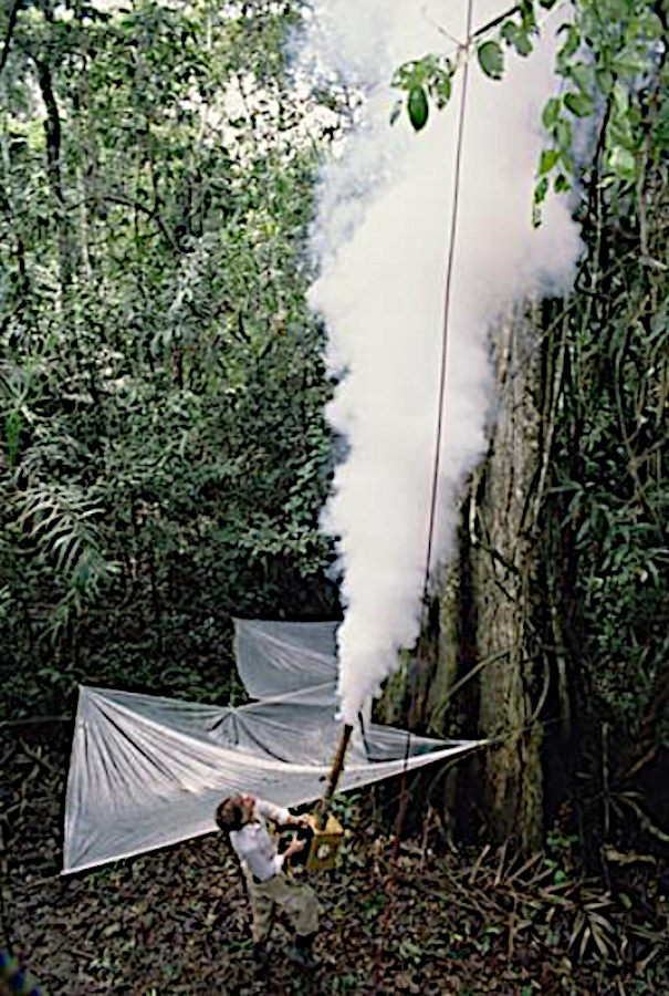 Collection from high levels of trees by fumigation Collection from high levels of trees by fumigation