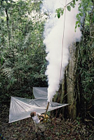 Sběr z vysokých pater stromů fumigací Sběr z vysokých pater stromů fumigací