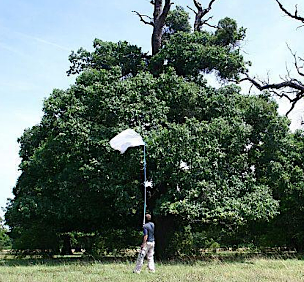 Collection from high tree levels with a sweep net Collection from high tree levels with a sweep net