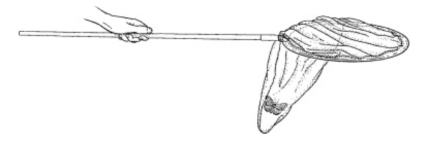 Securing the contents of the sweep net after swiping Securing the contents of the sweep net after swiping