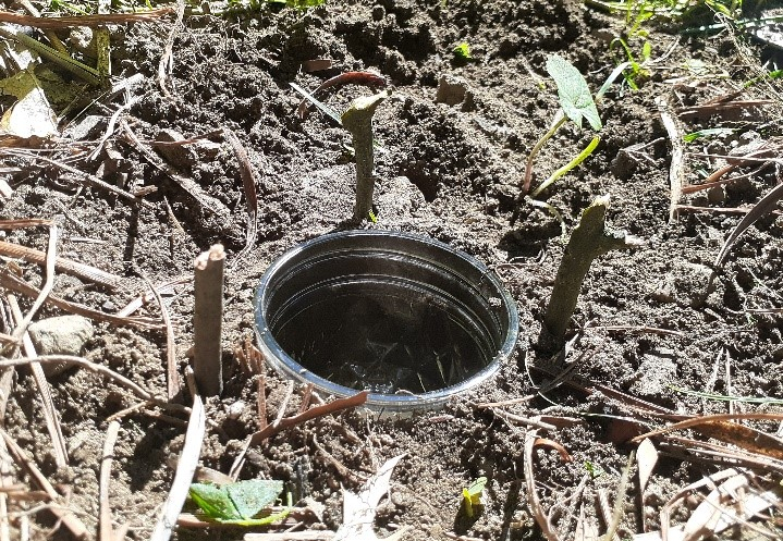 Pitfall Trap Pitfall Trap