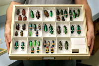 Example of a dry collection Example of a dry collection