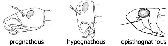 Position of cephalic limbs Position of cephalic limbs