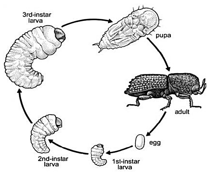 Proměna dokonalá Proměna dokonalá