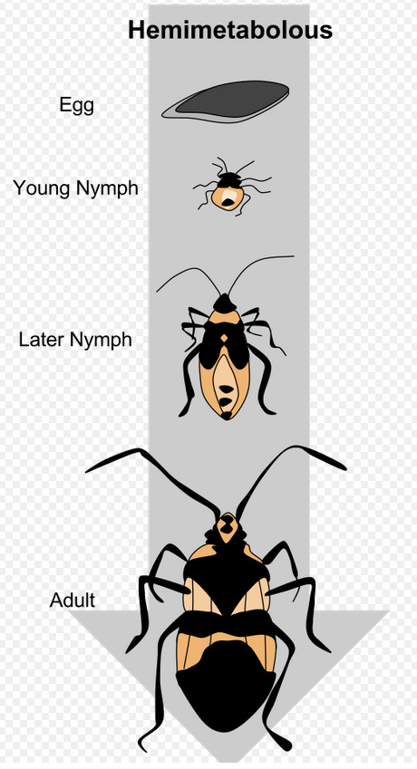Proměna nedokonalá Proměna nedokonalá